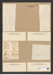 Goniothecium odontella Ehr. (de-Toni-Nr.: Genus 157, Species 4227) Zeichnungen Sammlung Grunow Nr. 7793 (NHMW-BOT-W0377030)